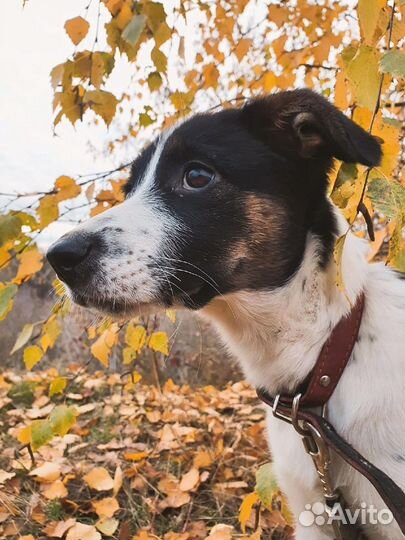 Щенок в добрые руки бесплатно маленькая порода