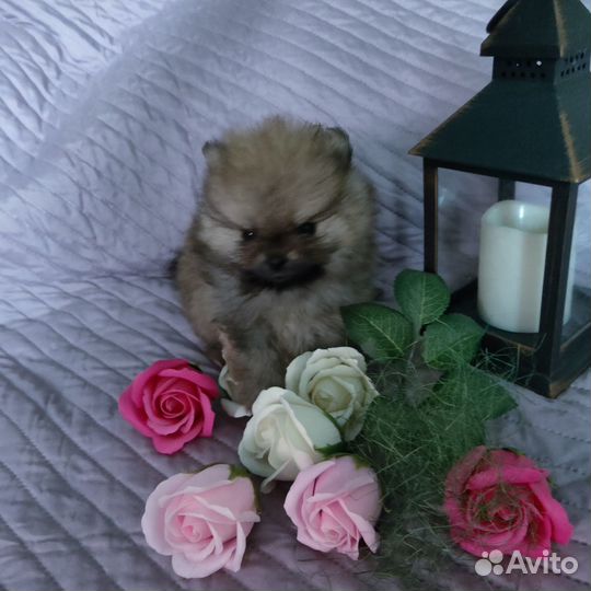 Щенки шпица