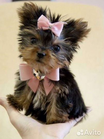 Йоркширский терьер