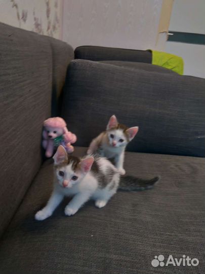 Кошка в дар