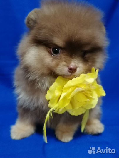 Шоколадная девочка