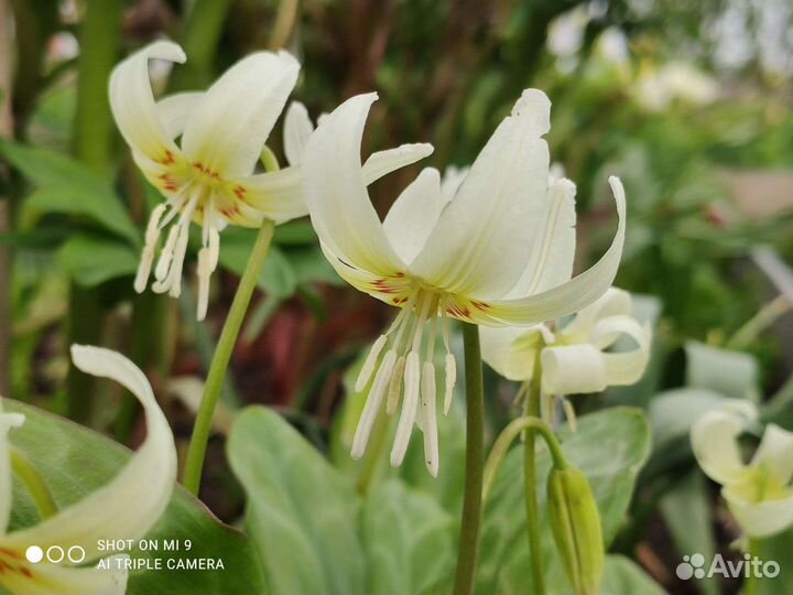 Кандык жёлтый, ирис бородатый вабаш шоколадница