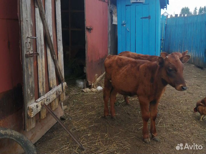 Телята бычки