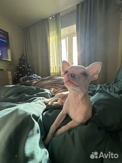 Чихуахуа вязка