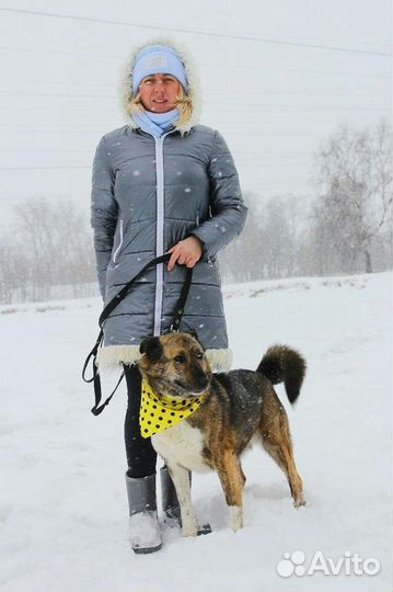 Собака в добрые руки ждет в приюте