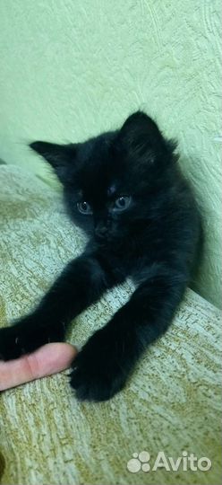 Котëнок с доставкой