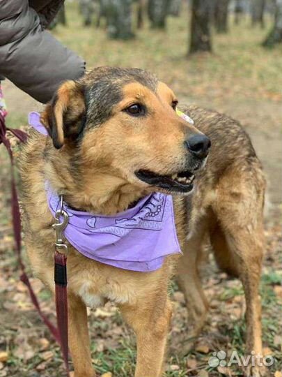 Добрый и спокойный пёс из приюта в дар