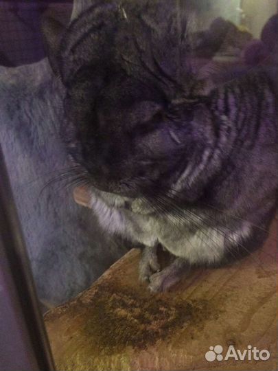 Шиншилла мальчик с клеткой