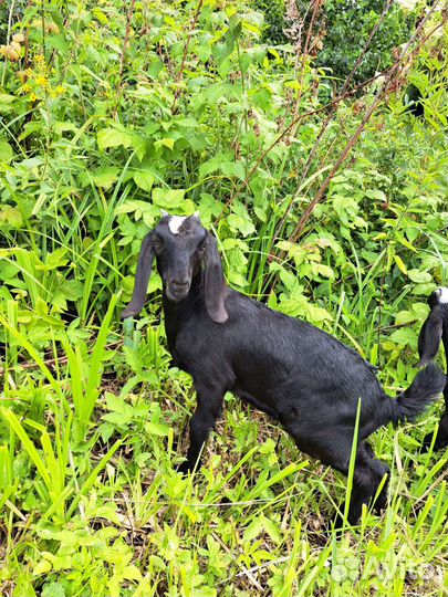 Нубийские козы