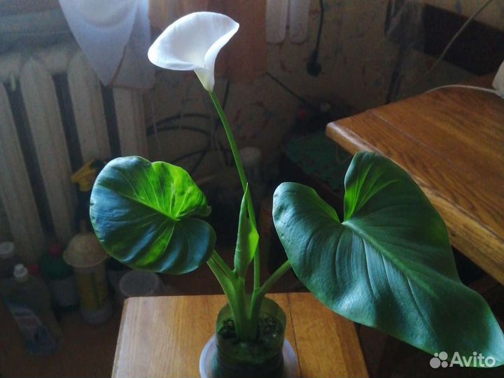 Калла Эфиопская