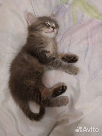 Котенок(мальчишка)