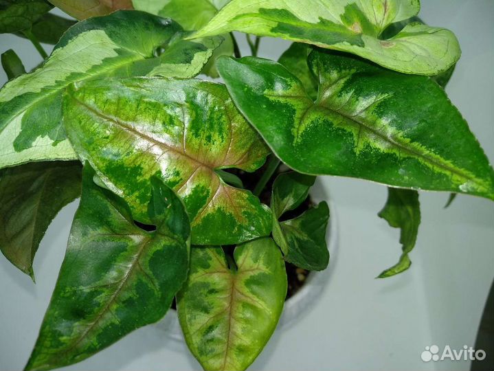 Наборчик из 6 сортов