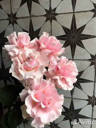 Французские розы с доставкой