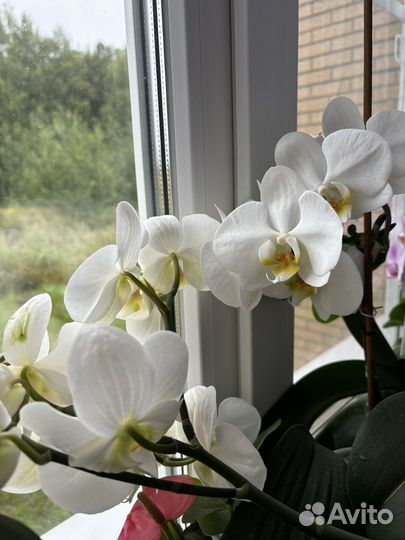 Орхидея фаленопсис