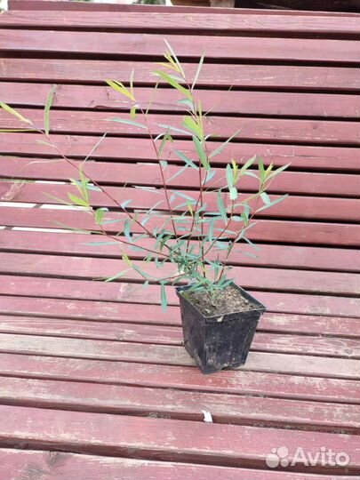 Ива пурпурная, дерен белый