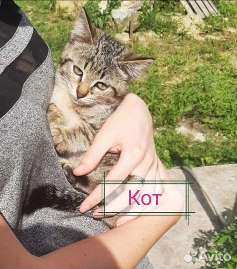 Милый котик ищет дом