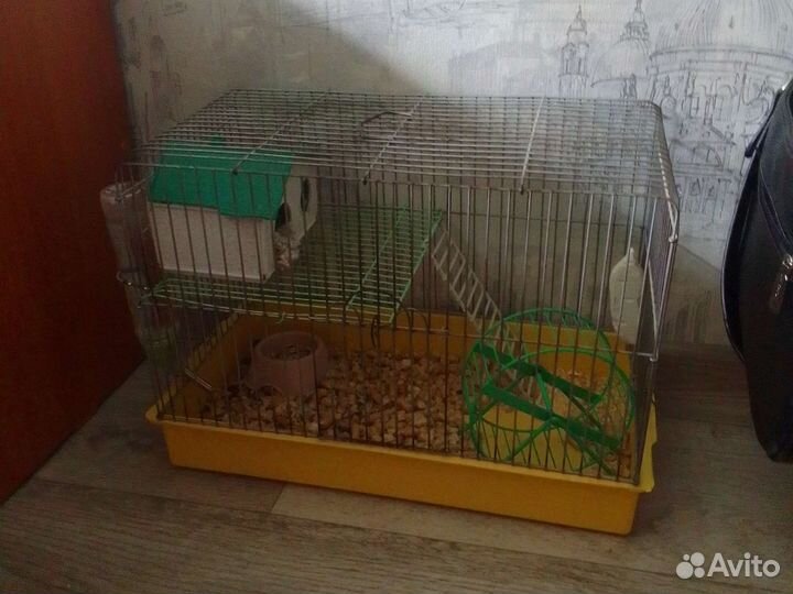Джунгарский хомяк