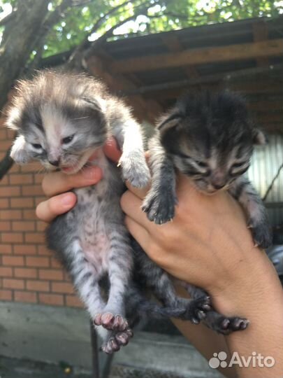 Котята в добрые руки даром