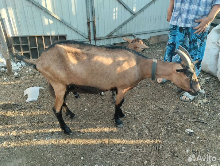 Коза Альпийка