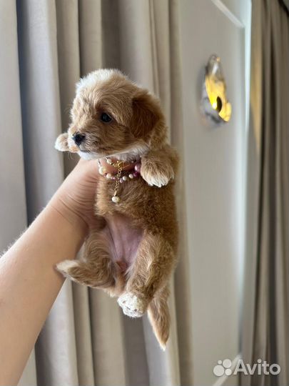 Мальтипу mini кофе с молоком