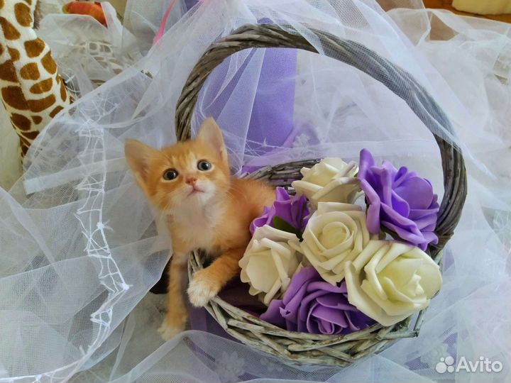 Ласковые рыжики,девочки,в добрые руки.В лоток сами