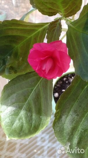 Бальзамин комнатный