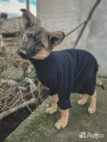 Щенок Филипп