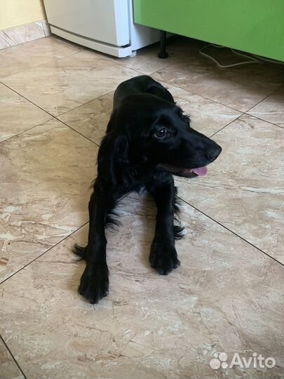 Русский спаниель