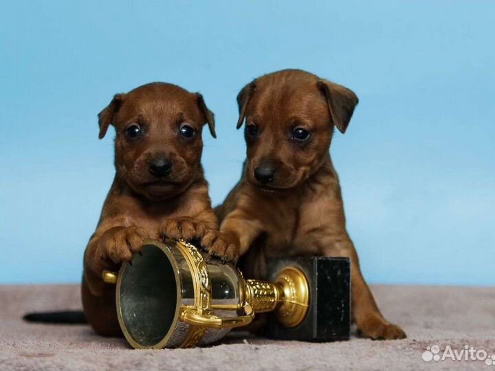 Цвергпинчер отличные щенки