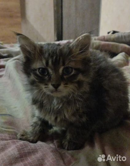 Кошки в добрые руки бесплатно