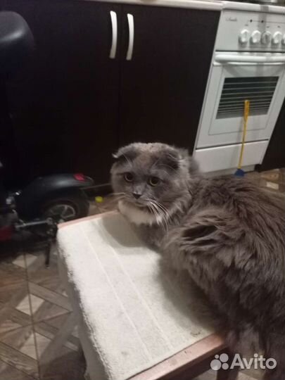 Британская вислоухая кошка