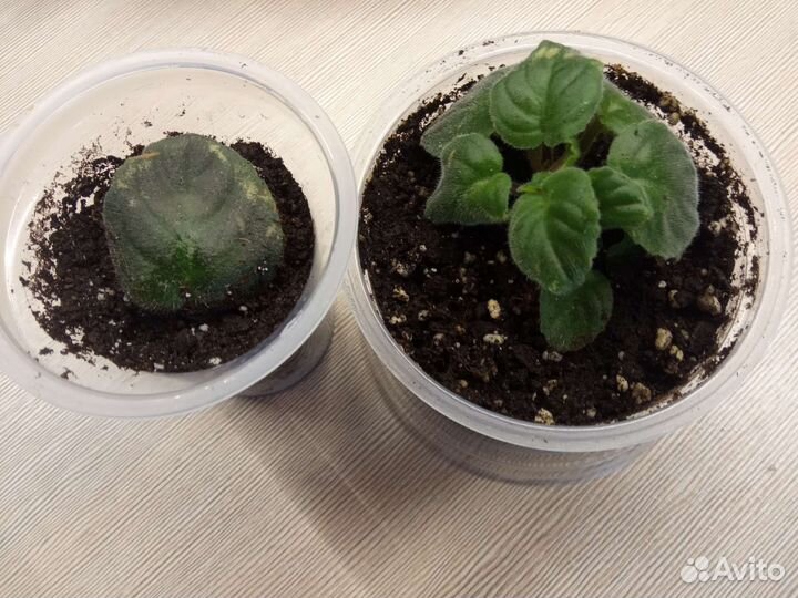 Комнатные растения