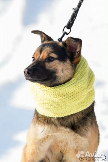 Жду тебя хозяин