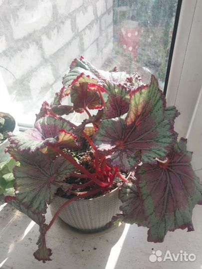 Бегония pink champagne