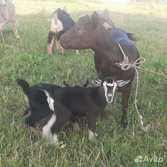 Камерунские козлята