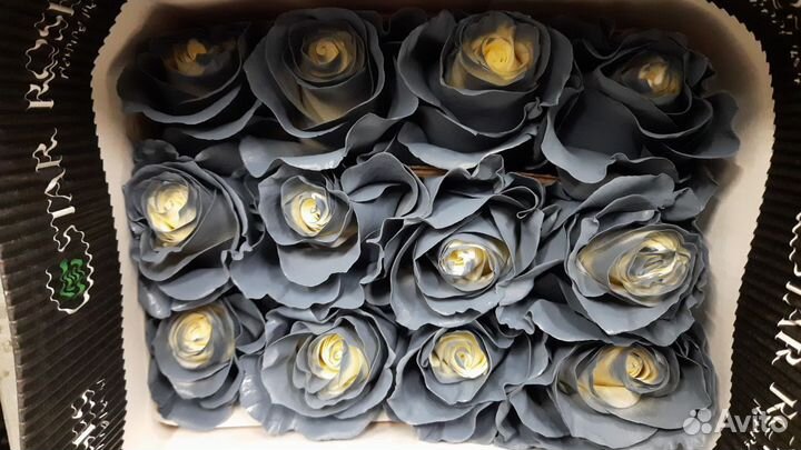 Серые Розы Эквадор, букет необычных Роз