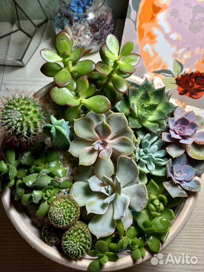 Композиция из суккулентов