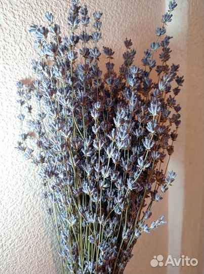 Лаванда букет сухоцвет