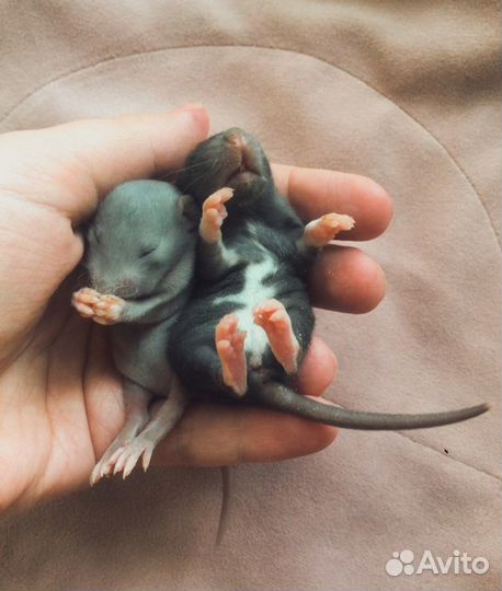 Крысята Дамбо разные. Редкие