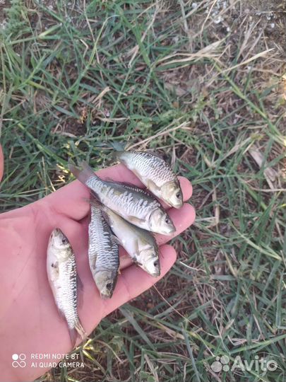 Сазан карп амур толстолобик малек