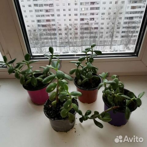 Крассула толстянка