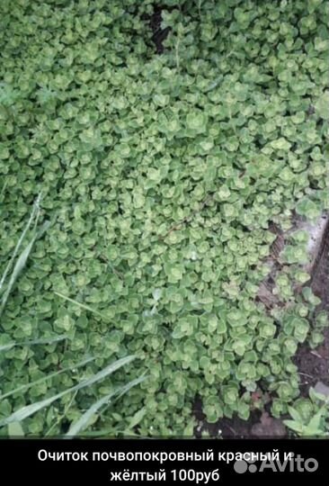 Рассада многолетних цветов