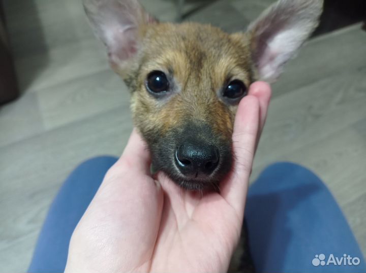 Отдам щенка в добрые руки