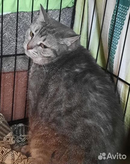 Кошке нужен дом