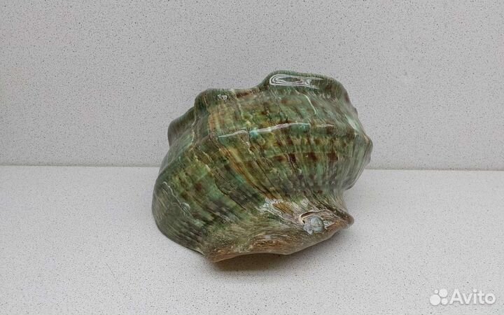 Турбо Марморатус 16,5*15,8 морская ракушка