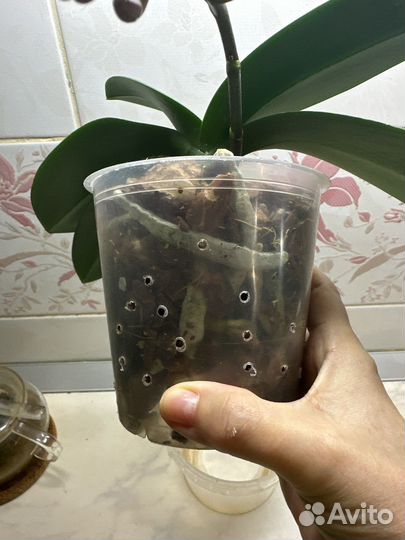 Орхидея фаленопсис парфюмерная фабрика