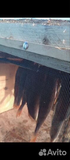 Сушилка для рыбы