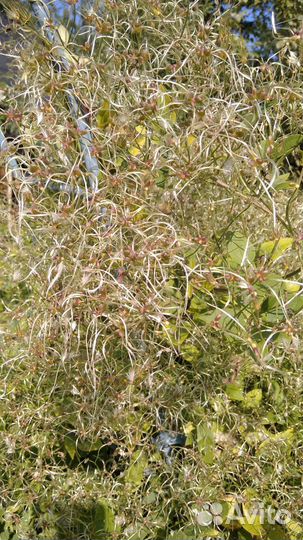 Клематисы, хосты