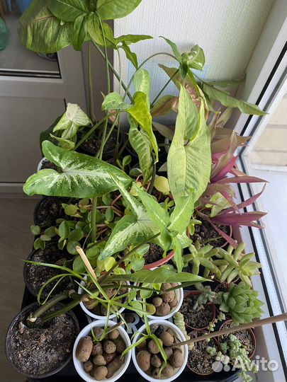 Комнатные растения