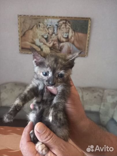 Котята корниш-рекс